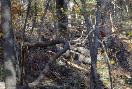 Cardinal in the woods